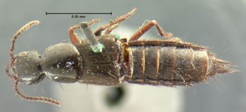 Media type: image;   Entomology 7276 Aspect: habitus dorsal view